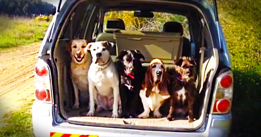 These Cute Pups Look Like They're Ready To Go-Go-Go! What They Do Next Is Such An Adorable Surprise!