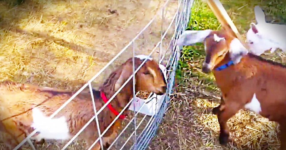 This Baby Goat Was Stuck And Starting To Panic. But Then His Friends Came To The Rescue!