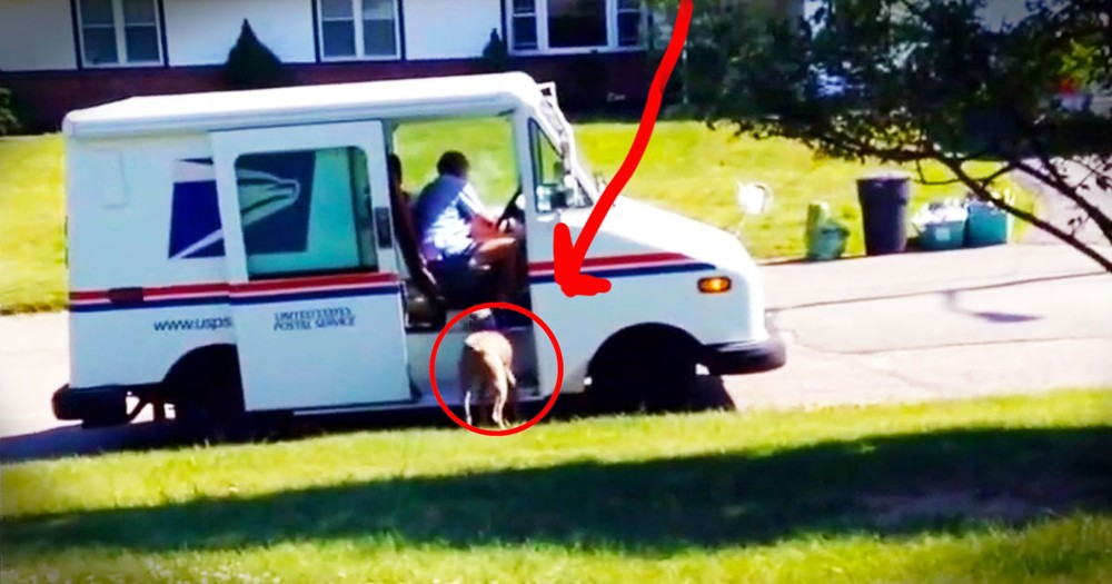 When I Saw This Dog Run After The Mail Truck, I Got Nervous. But What Happened Next Made My Day!