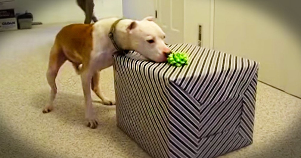 This Sweet Pup Turned 11 Years Old. Watching Him Open His Gifts Made ME Feel Like A Kid Again!