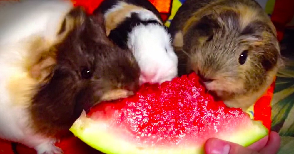 What's Cuter Than A Guinea Pig Eating Watermelon? 3 Guinea Pigs Eating Watermelon Of Course! LOL
