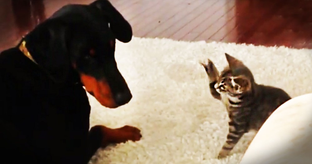 This Kitten Is Meeting Her New Big Brother For The First Time. Let The Cuteness Begin! LOL