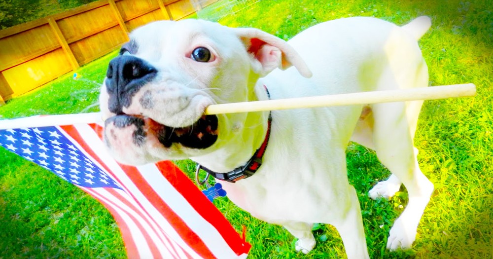These 12 Patriotic Pups Are Ready For July 4th
