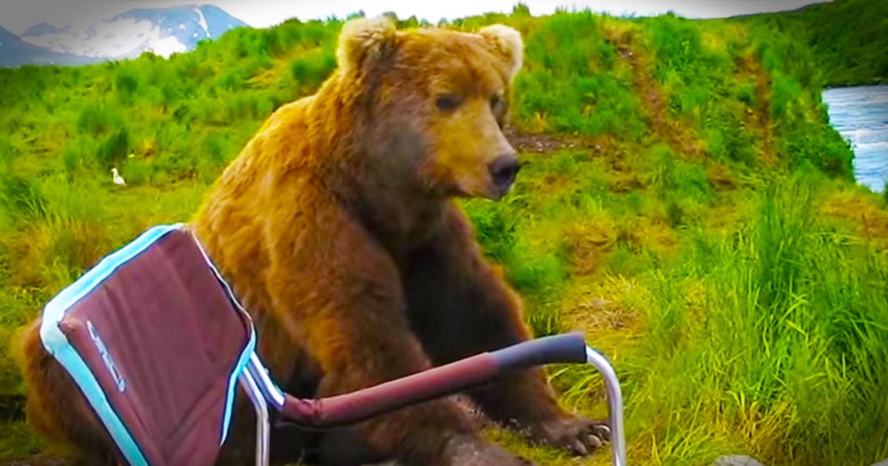 I Can't Believe What This Bear Just Did! My Mind Was Blown.