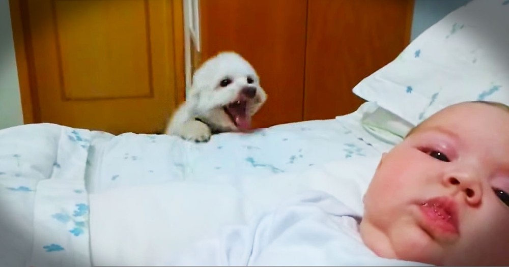 This Puppy Found A New Game To Play With His Baby. And It Is The Cutest Thing I've Seen All Week!