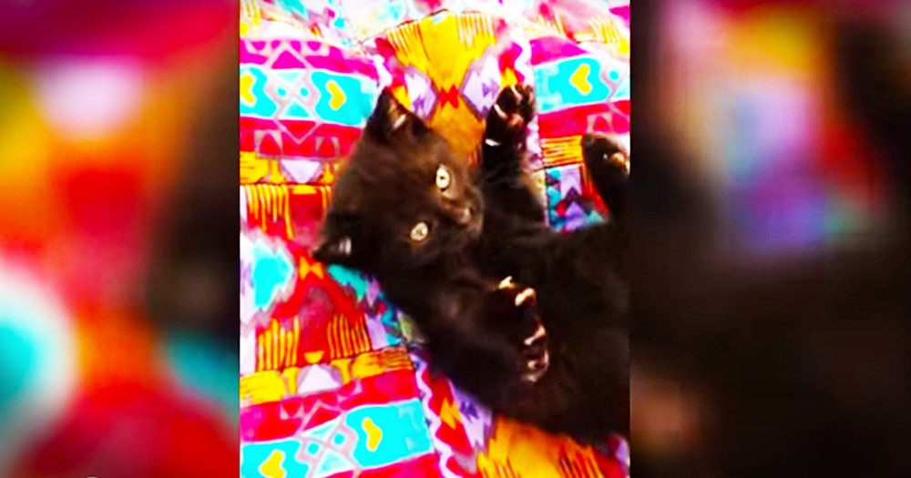 This Tiny Kitten Is FEROCIOUS. Okay Not Really, But I Still Can't Stop Watching Her!