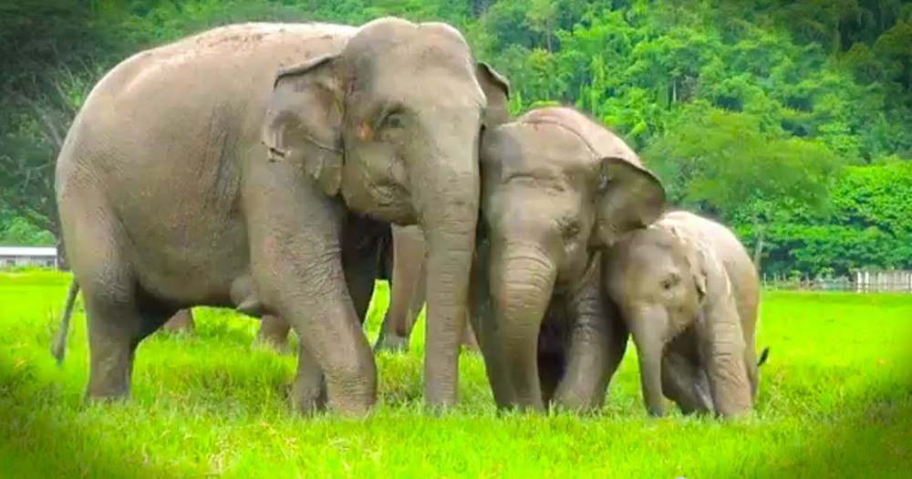 These Elephants Are SO Excited About Something Most Of Us Complain About. And It Just Made My Day!