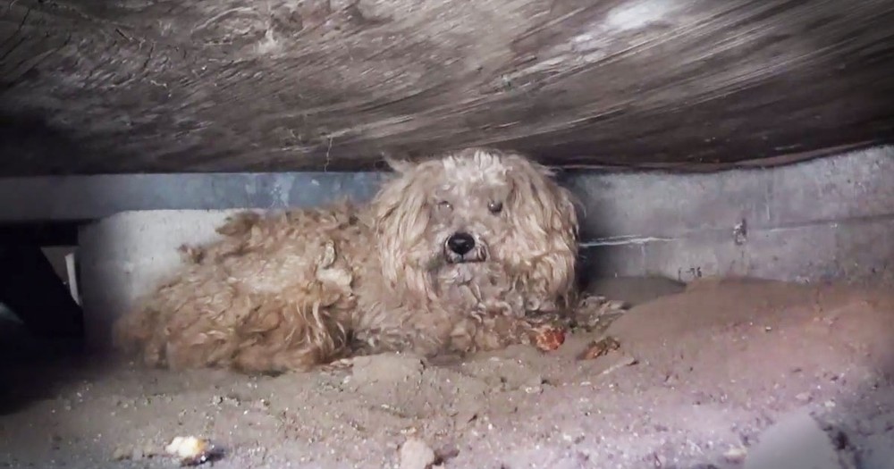 This Poor Abandoned Dog Waited Under A Shed For A Year. Now Help Has FINALLY Arrived!