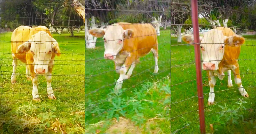 When 1 Happy Cow Made a New Friend, It Made My Day! This Excited Critter Is the Absolute Cutest!