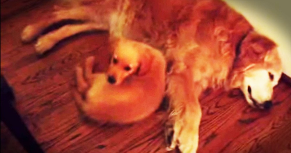 When His Buddy Had a Nightmare, This Puppy Did The Sweetest Thing. My Heart's Officially Melted!