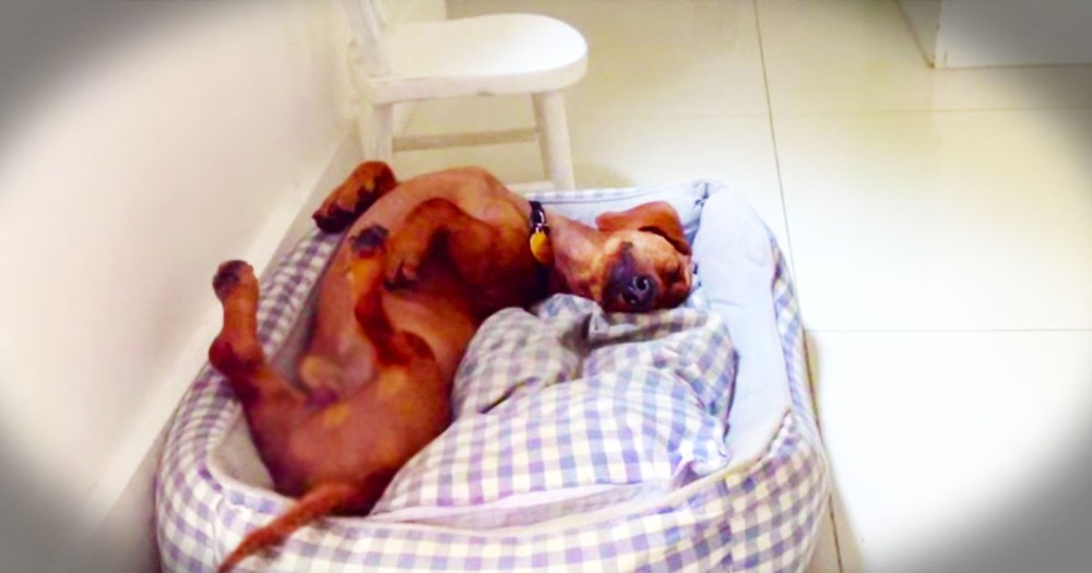 What This Dog Does In His Sleep Surprised Everyone. He Is The Happiest Dog In The World!