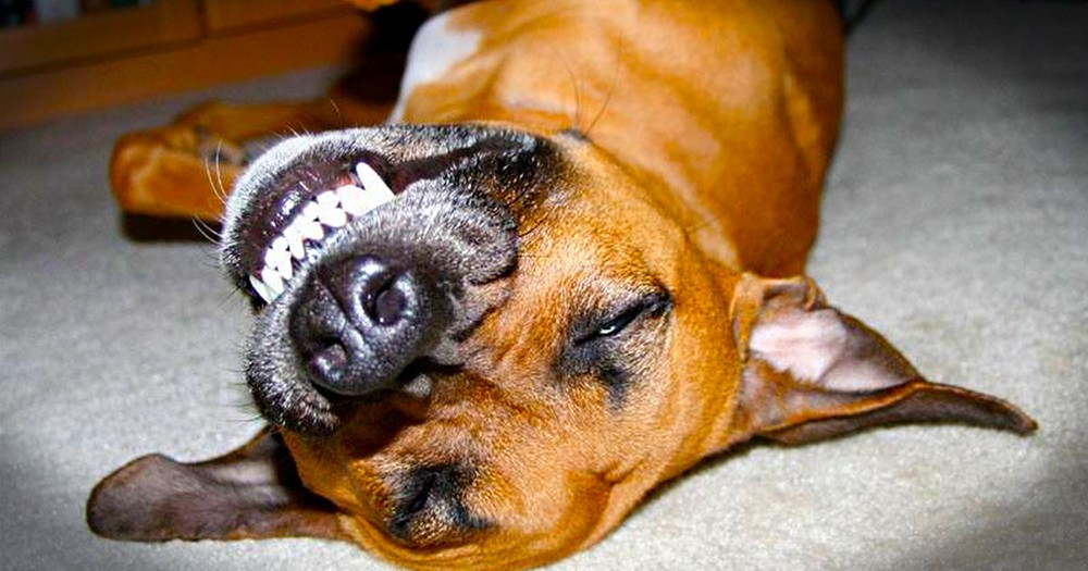 These 12 Happy Doggies are Smiling From Ear to Ear! And Now I Can't Stop Smiling.