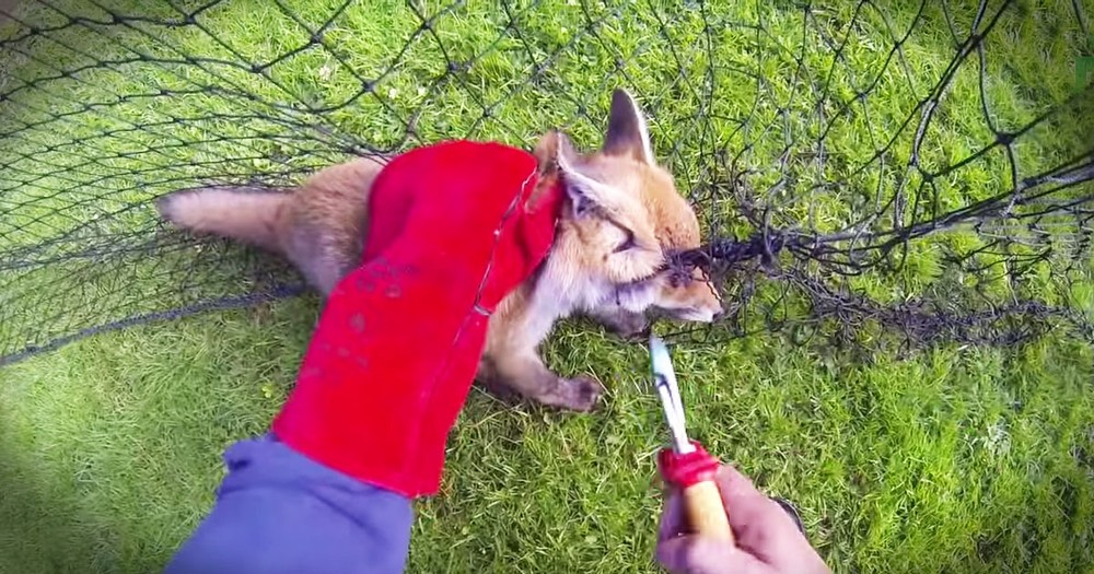 This Scared Fox Was Trapped With No Way Out. Until Kind Rescuers Saved The Feisty Pup!