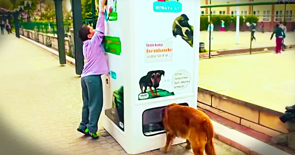 How They're Using Trash to Care for Homeless Dogs Just Blew My Mind. You've Got To See This!