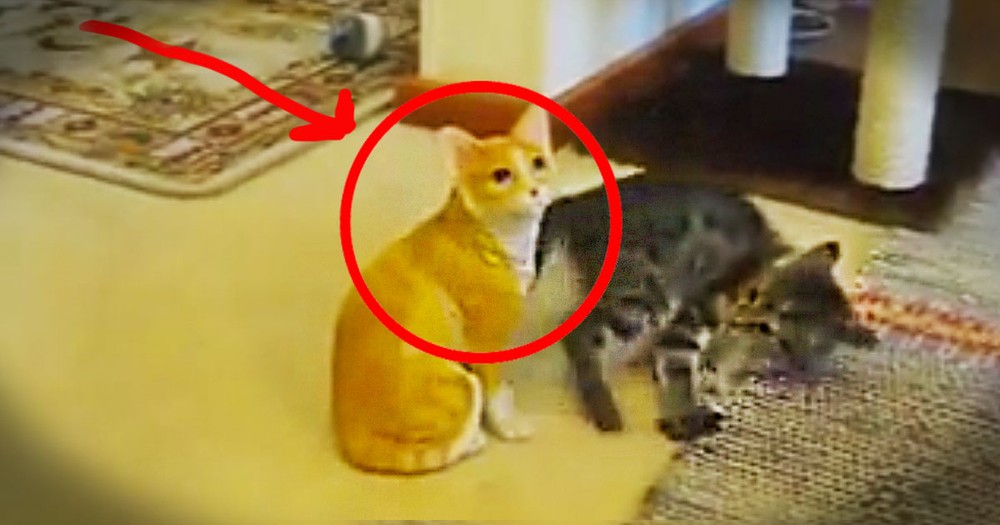 The Truth About This Cat Is Pretty Simple. But The Kitten Was Completely Shocked LOL!