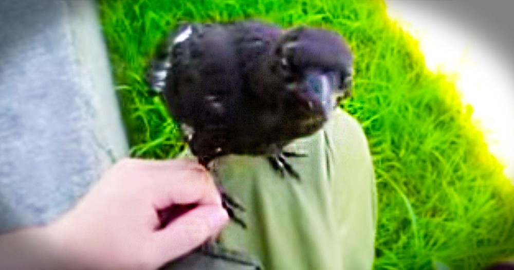 This Baby Crow Found Himself A New Best Friend. And It's Just About The Cutest Thing Ever!
