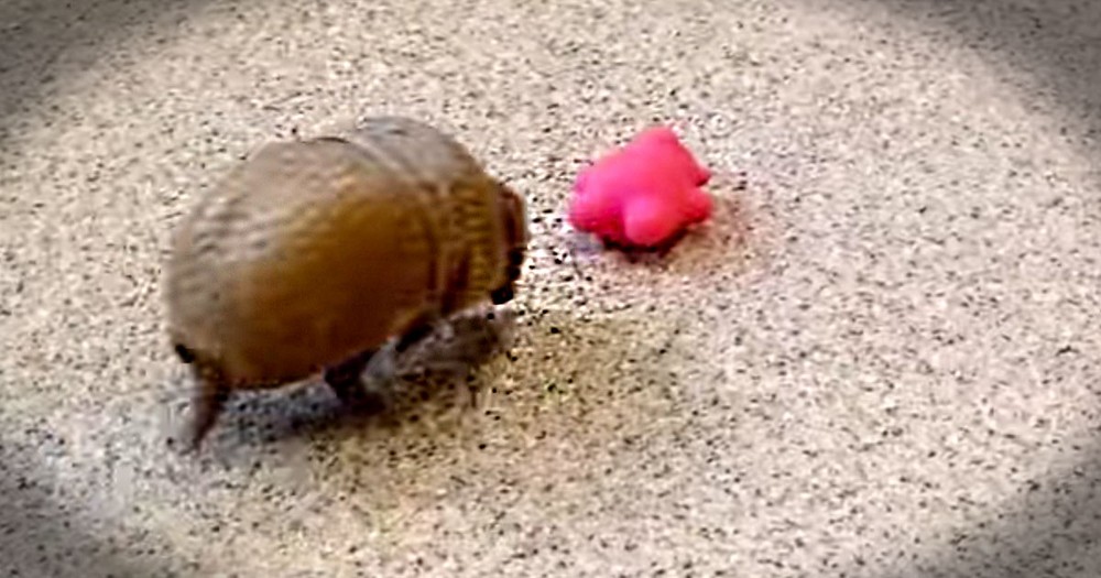 I've Never Seen An Armadillo Do This Before. Oh My Stars This Little Critter Is Just Too Cute!