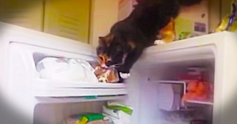 You Better Lock Up Your Fridge. Because This Cat Burglar Is On One Fishy Mission! LOL