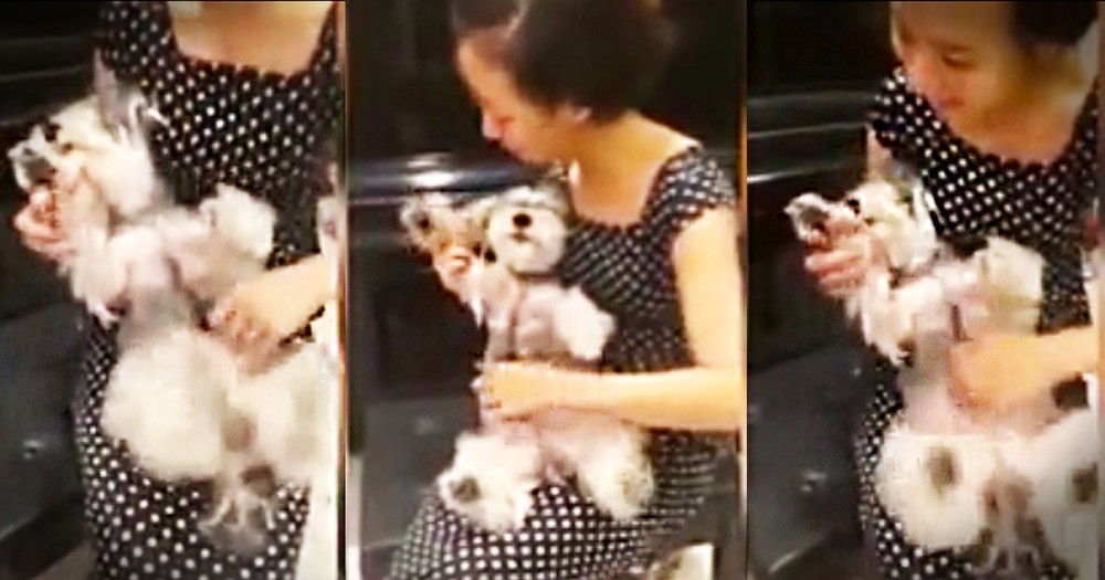 This Woman Just Discovered The World's Cutest Musical Instrument. This Happy Pup Just Made My Day!