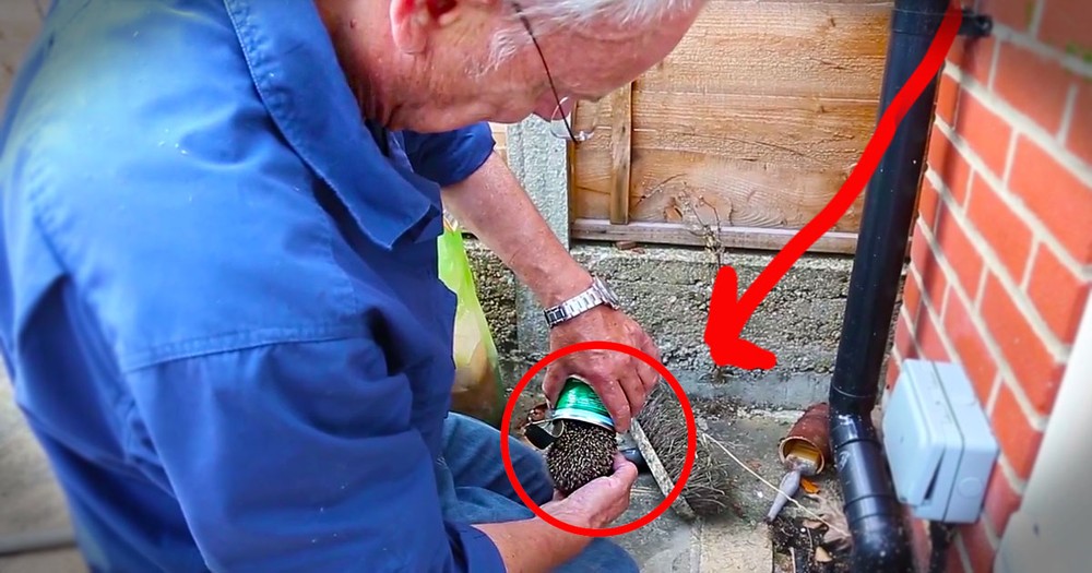 This Tiny Hedgehog Would Have Died In This Can. Until A Good Samaritan Appeared To Rescue Him!