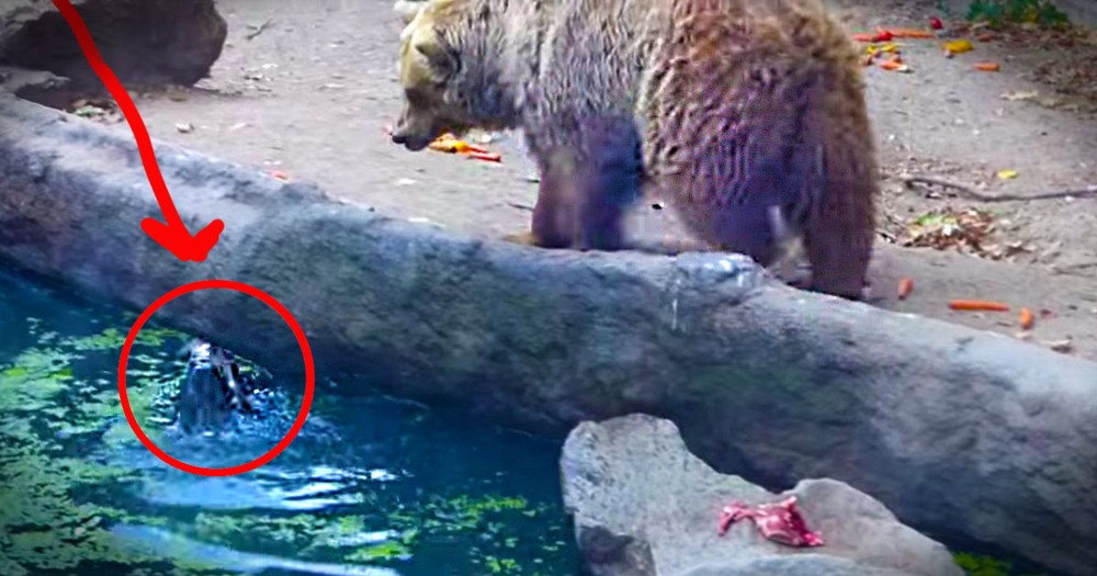 This Crow Was Trapped Inches From A Bear . . . What Happened Next Completely Blew My Mind! 