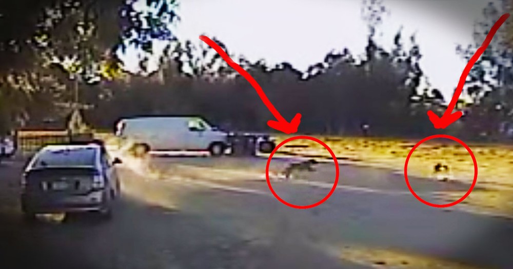 This Coyote Attack Could've Been DEADLY. Wait 'Til You See Who Swooped In To Save The Tiny Pup!