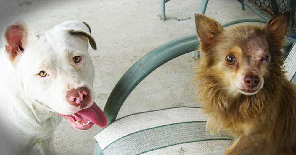 This Dog Did Something Truly Heroic For Her Injured Friend. This Stunned Me!