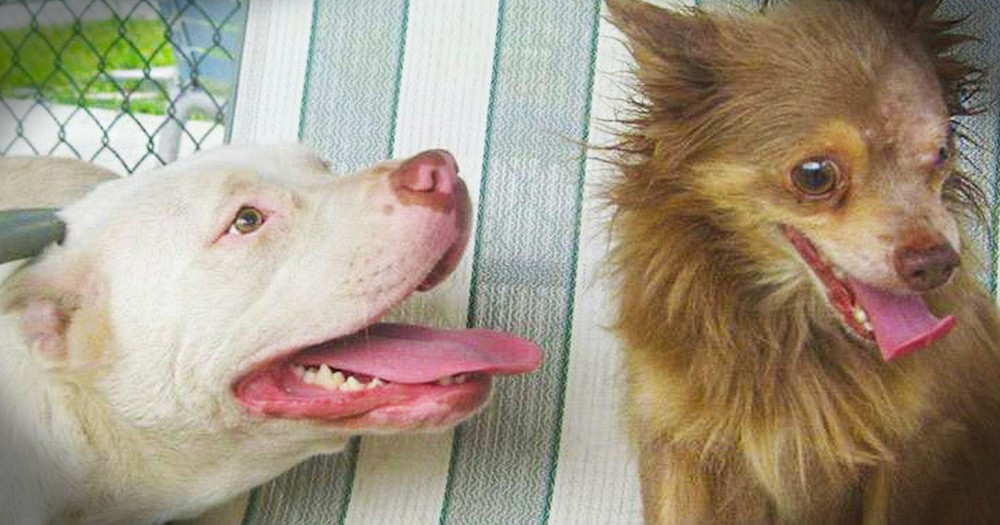What This Pitbull Did for an Injured Chihuahua is Unbelievable...But Their Fate Is Even More Amazing