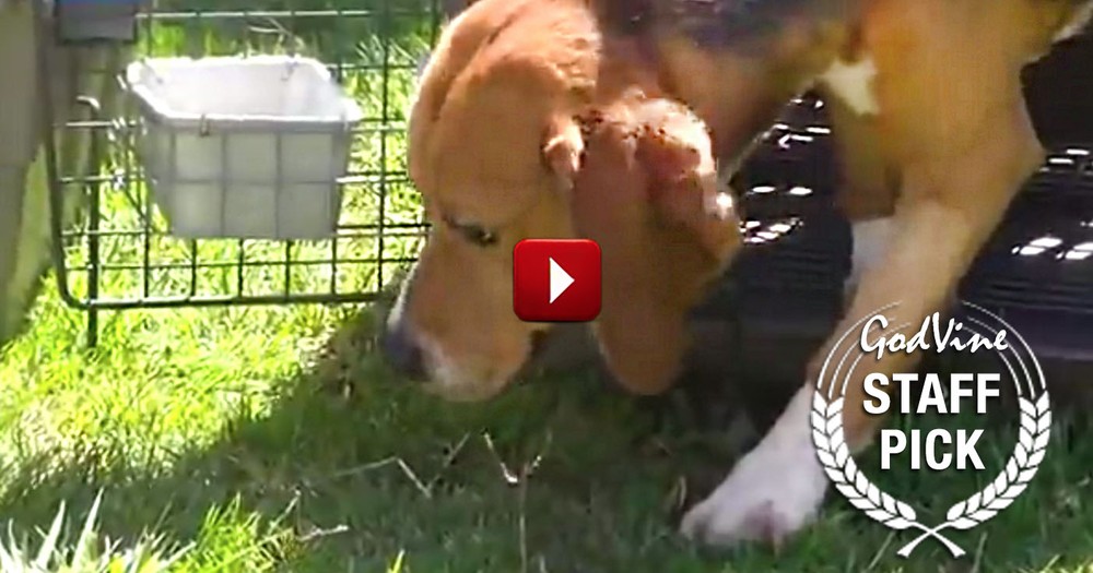 These Beagles Spent Their Lives As Lab Test Animals. And They Just Saw The Sun For The First Time!