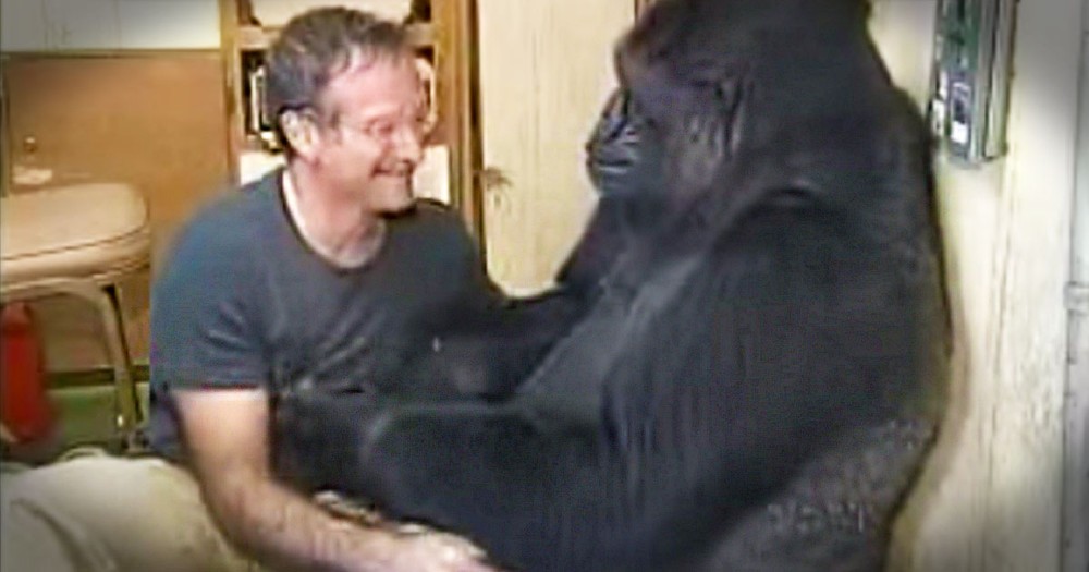 This Moment Robin Williams Shared With Koko Is Beautiful. His Gift of Laughter Will Be Missed.