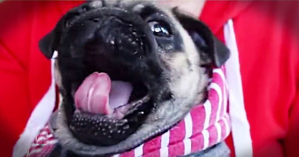 Here Are 29 Reasons This Sleepy Pug Is The Cutest Thing To Happen To Naptime! #28 Is My Favorite!