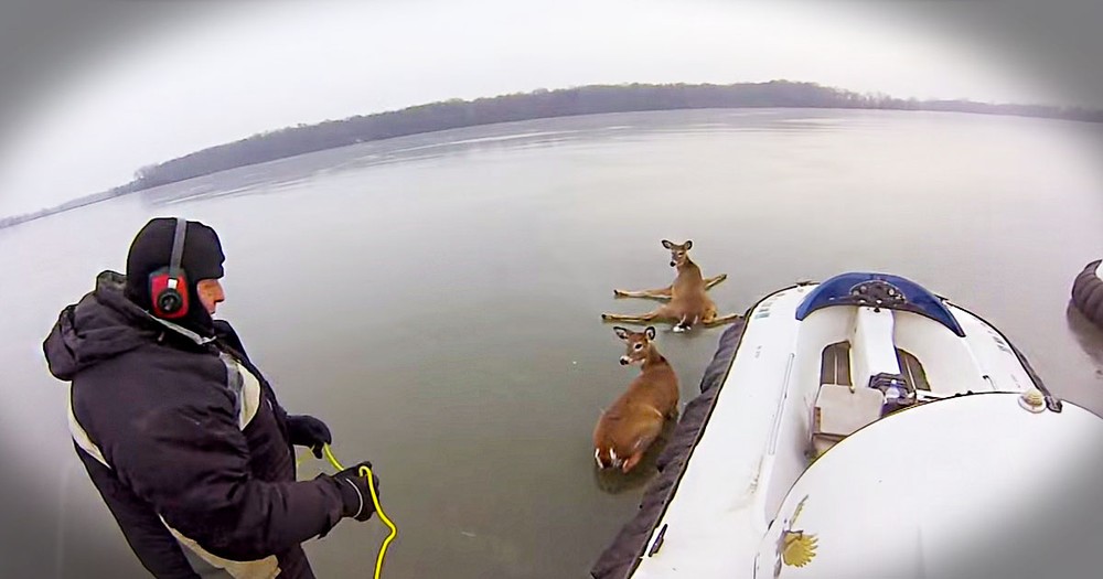 These Deer Were Exhausted And Trapped On The Ice. What This Father And Son Do Next Is Amazing!