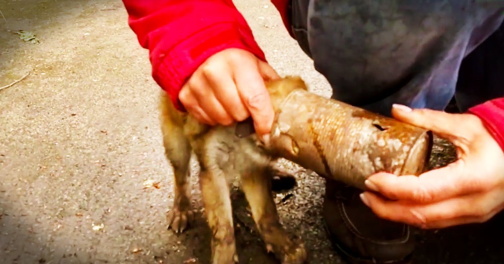This Baby Fox Was Trapped In A Deadly Situation. Until Kind Humans Gave Him The Sweetest Rescue!