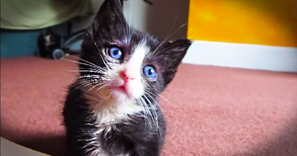It Looks Like An Adorable Kitten, But It's Really A Secret Weapon Against Stress! So. Stinky. CUTE!