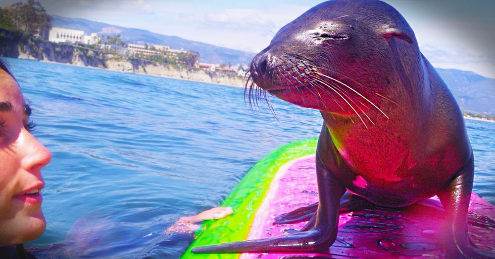 A Lost Baby Sea Lion Was Looking for a Mommy...And What It Did to Find One Will Tickle You to Pieces