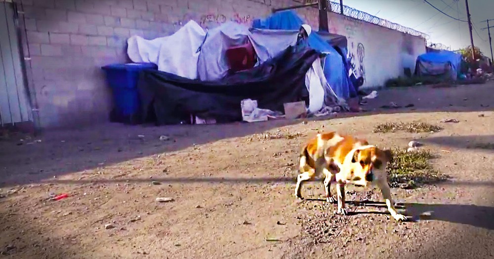 This Pup Was Broken And Alone. But He's Not The Only Homeless Soul That Needed Love - Wow!