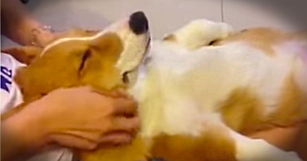 Just Wait 'Til You See What Made This Pup THIS Calm. Warning: You Might Get Jealous! LOL