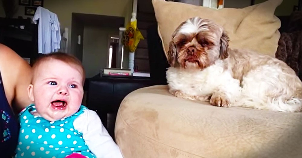 I've Heard Of The Dog Whisperer. But This Dog Is The BABY Whisperer, And It's Hilarious!