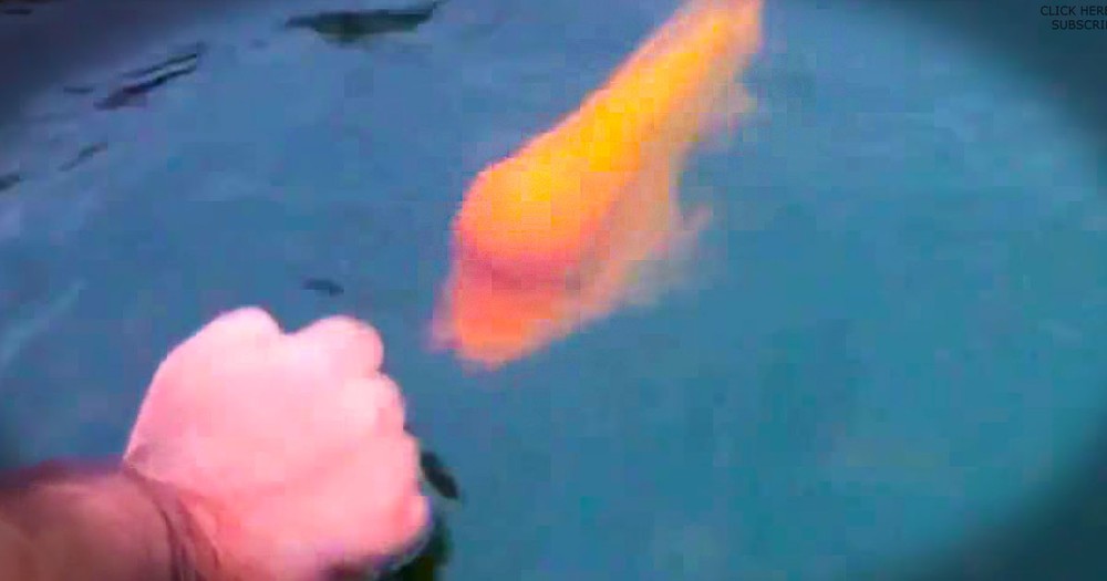 I've Never Seen A Fish Do Anything Like THIS. I Was In Complete Shock For The First 30 Seconds!