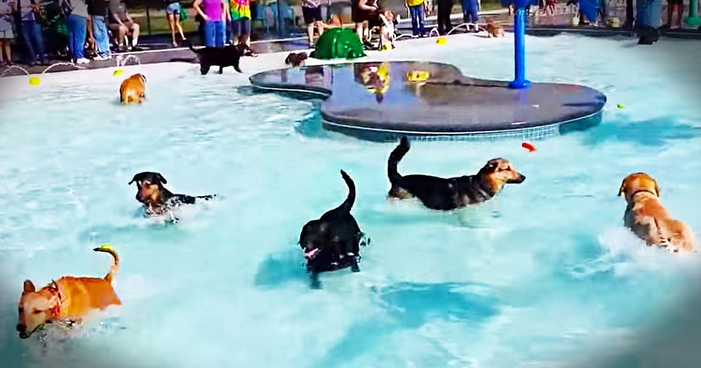 What This Park Did For These Special 4-Legged Guests Will Warm Your Heart. Cutest Pool Party Ever!