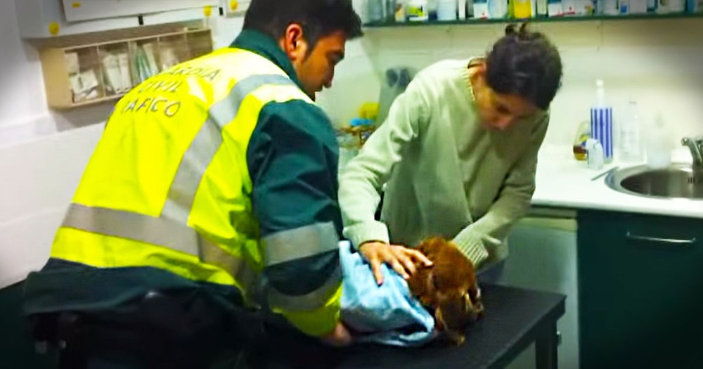 What Happened To This Dog Is Heartbreaking. But How A Kind Man Treated The Poor Pup Amazed Me.