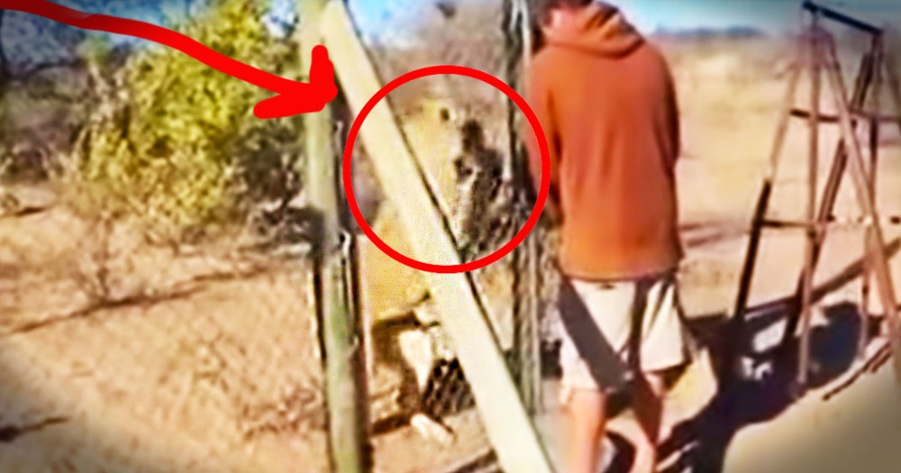 When He Opened This Lion's Cage I Was Terrified. At 22 Seconds I Actually Screamed!