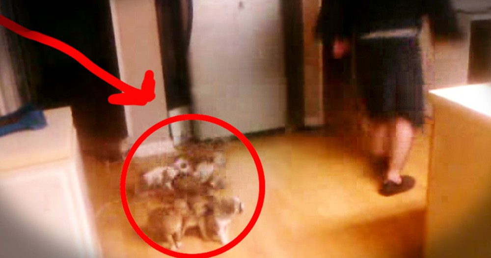 Who Let The Dogs Out? This Guy-- And It's The Cutest Stampede EVER!