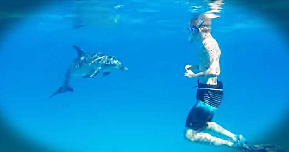 I Don't Know What's Better, The Friendly Dolphin Or The Giggling Snorkeler With A Camera. Too Sweet!