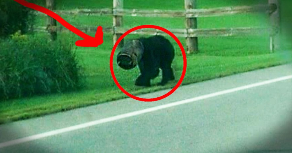 What These Men Did for This Bear Would've TERRIFIED Me. Thank God For Their Brave Act of Kindness!