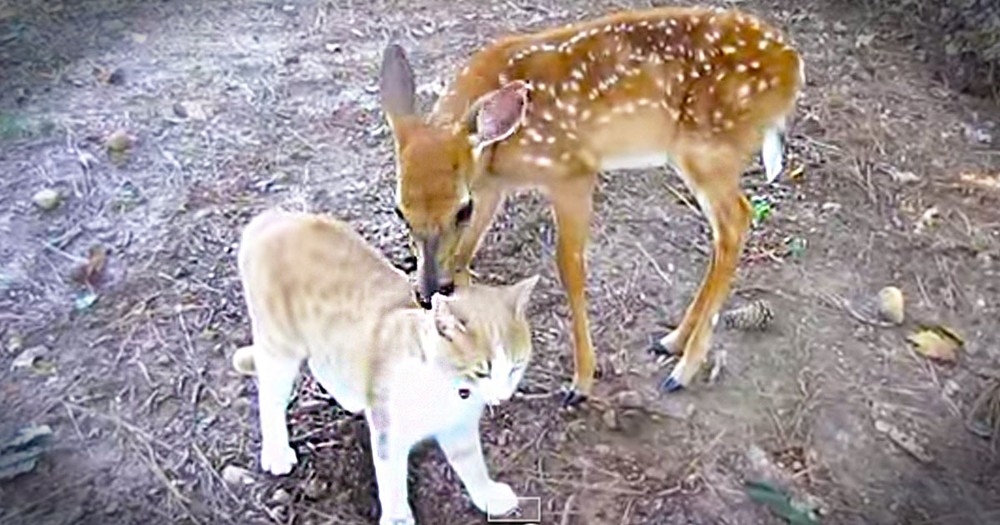 This Rescued Deer Just Made An Unlikely Best Friend. And The Kitty Kisses Are Cuteness Overload!