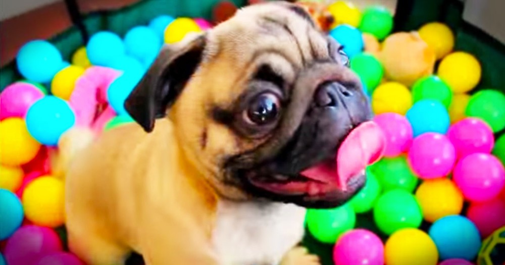 This Pup Just Got The Best Surprise, And He Can't Contain His Happiness. Seriously THIS Is Joy! 