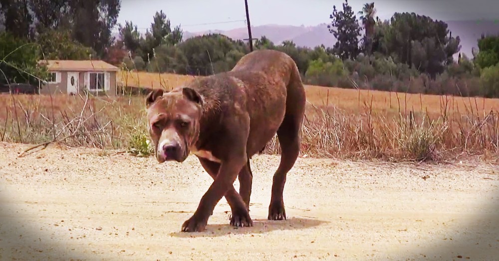 This Scared, Homeless Dog Struggled to Survive. But Seeing What Happens At 3:06 Lifted My Heart! 
