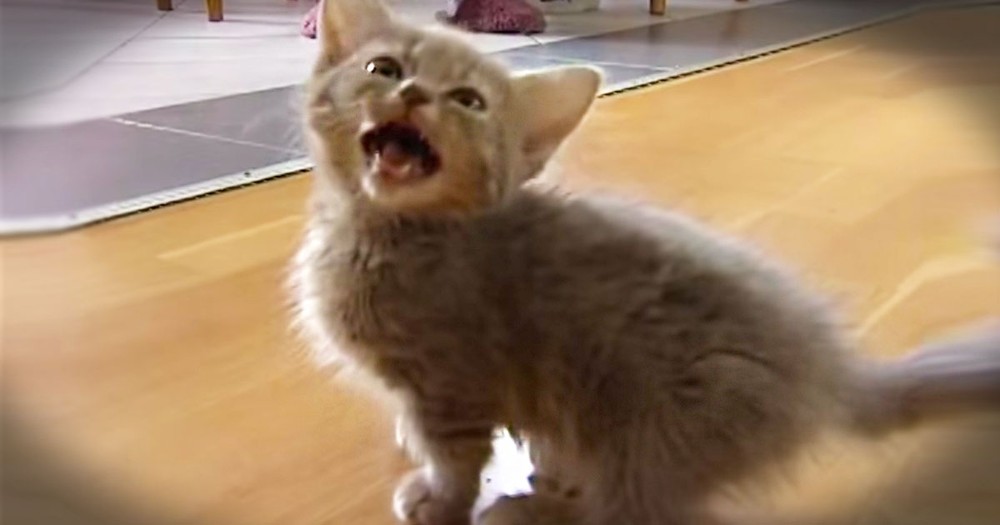 This Kitten Has Little Legs . . . And A Big Voice! I Don't Know What He's Saying, But It's ADORABLE!