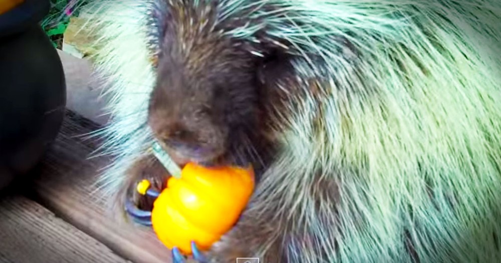 I Don't Know What's Cuter, This Porcupine's Tiny Snack Or What He Has To Say About It--YUMMM!